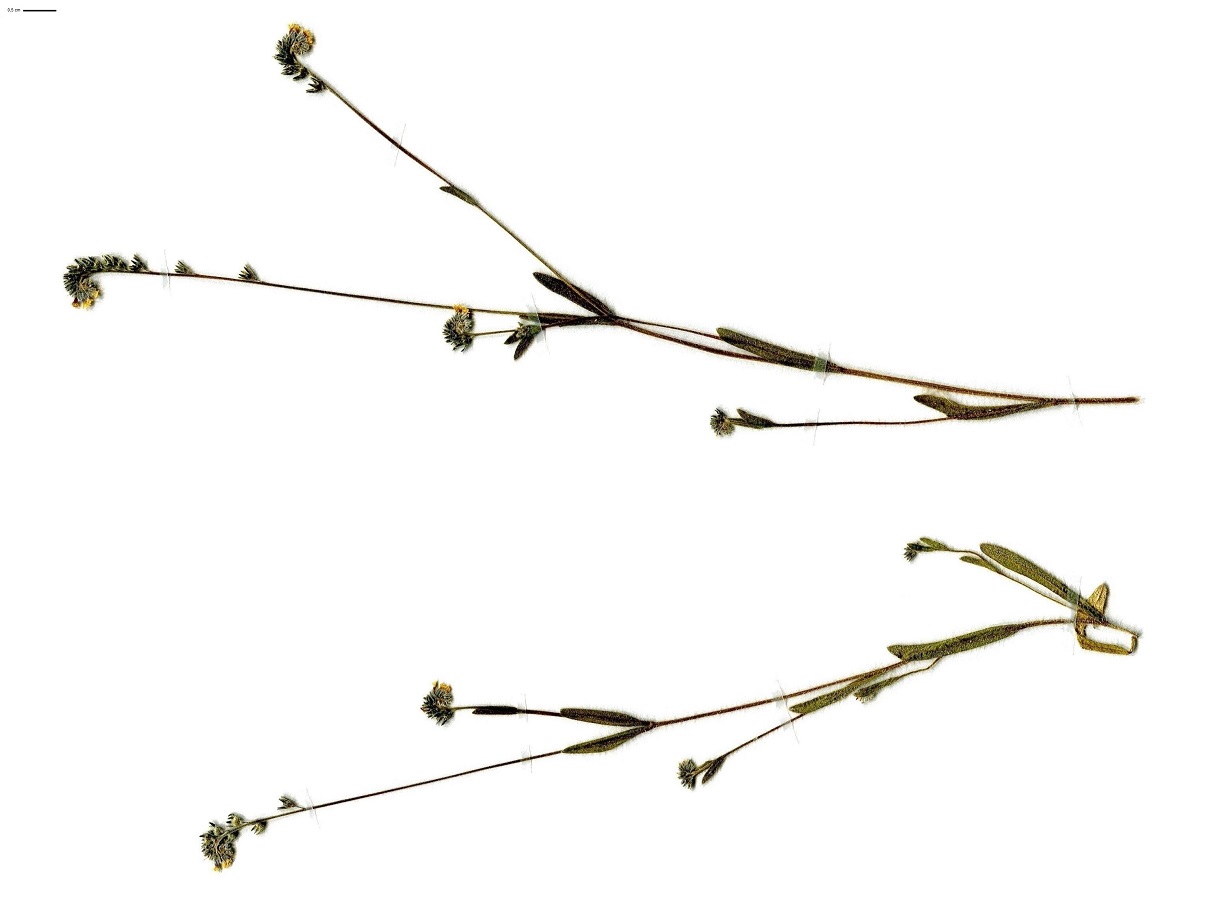 Myosotis balbisiana (Boraginaceae)